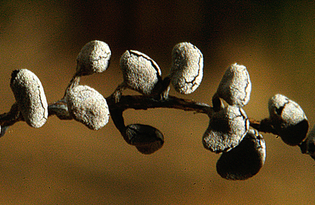 Physarum compressum (Physarum compressum) - © Heinz Prelicz